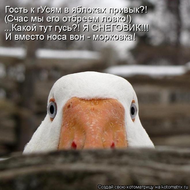 Котоматрица: Гость к гУсям в яблоках привык?! (Счас мы его отбреем ловко!) ...Какой тут гусь?! Я СНЕГОВИК!!! И вместо носа вон - морковка!