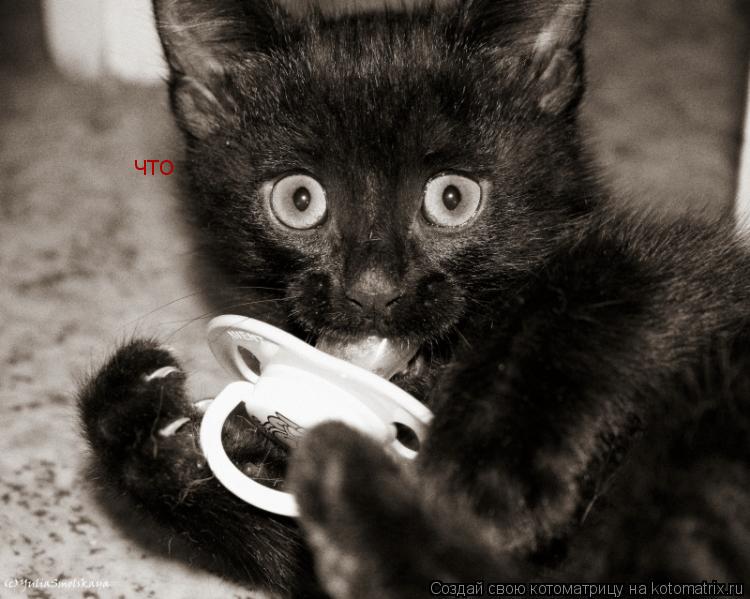 Котоматрица: что что