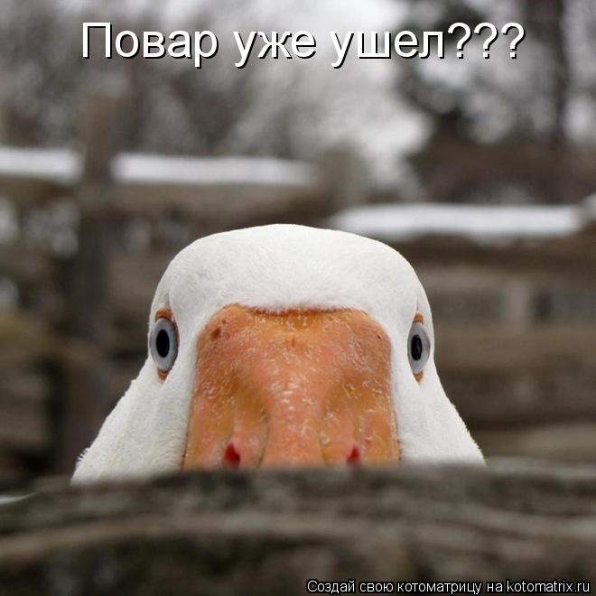 Котоматрица: Повар уже ушел???