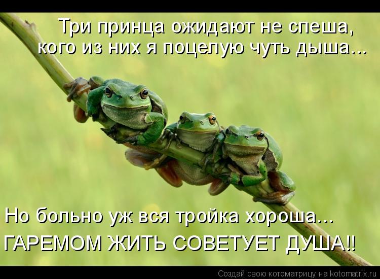 Но больно уж вся тройка хороша... Три принца ожидают не спеша, кого из них я поцелую чуть дыша... ГАР... Котоматрица: Но больно уж вся тройка хороша... Три принца ожидают не спеша, кого из них я поцелую чуть дыша... ГАРЕМОМ ЖИТЬ СОВЕТУЕТ ДУША!!