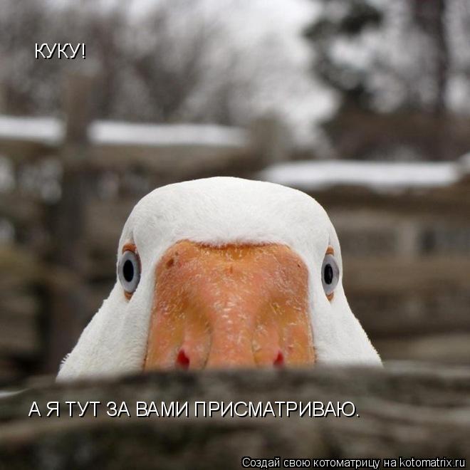 КУКУ! КУКУ! А Я ТУТ ЗА ВАМИ ПРИСМАТРИВАЮ.... Котоматрица: КУКУ! КУКУ! А Я ТУТ ЗА ВАМИ ПРИСМАТРИВАЮ.