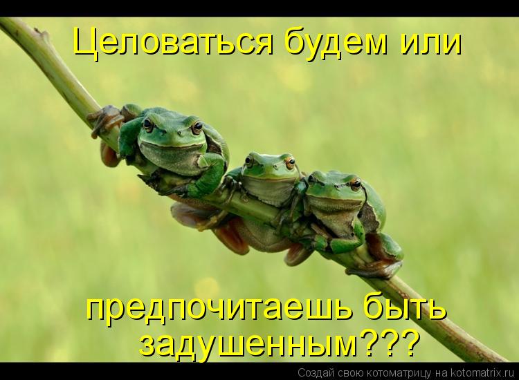 Целоваться будем или предпочитаешь быть задушенным???... Котоматрица: Целоваться будем или предпочитаешь быть задушенным???