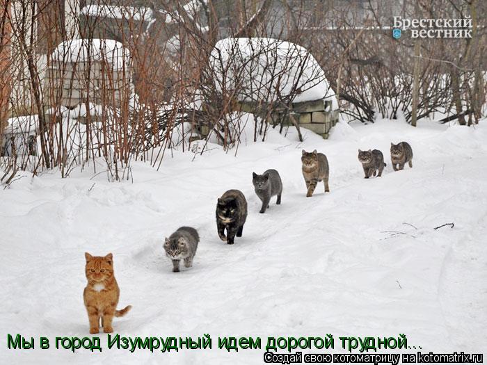 Котоматрица: Мы в город Изумрудный идем дорогой трудной...