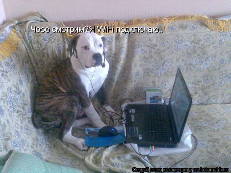 Котоматрица: Чооо смотрим?Я WiFi подключаю..