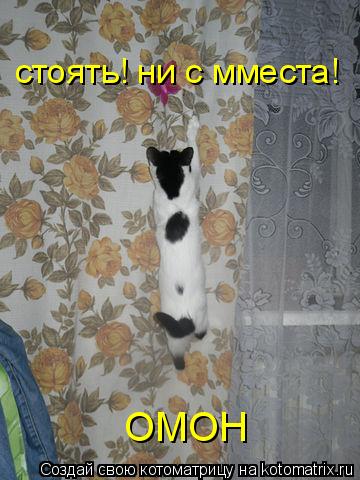 стоять! ни с мместа! ОМОН... Котоматрица: стоять! ни с мместа! ОМОН