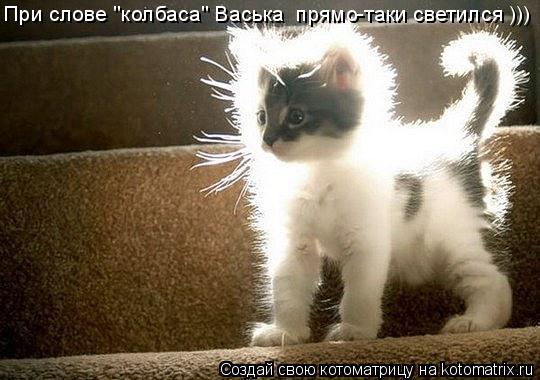 При слове "колбаса" Васька прямо-таки светился )))... Котоматрица: При слове "колбаса" Васька прямо-таки светился )))