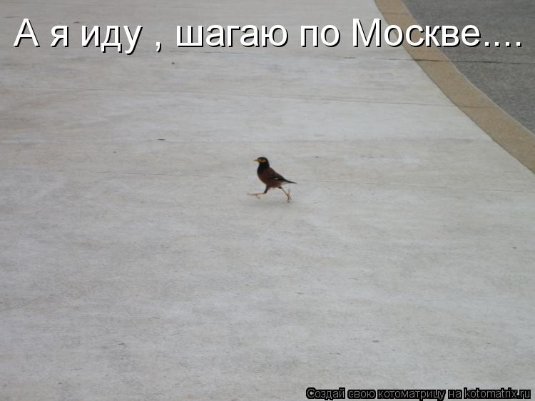 А я иду , шагаю по Москве....... Котоматрица: А я иду , шагаю по Москве....