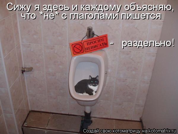 Котоматрица: Сижу я здесь и каждому объясняю,  что *не* с глаголами пишется  -   раздельно!