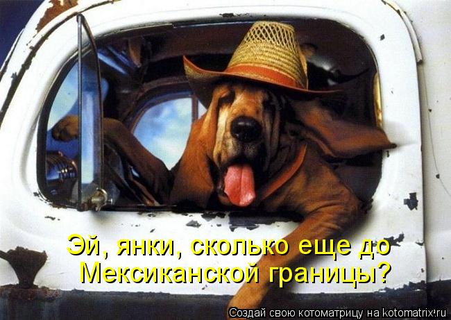 Котоматрица: Эй, янки, сколько еще до  Мексиканской границы?