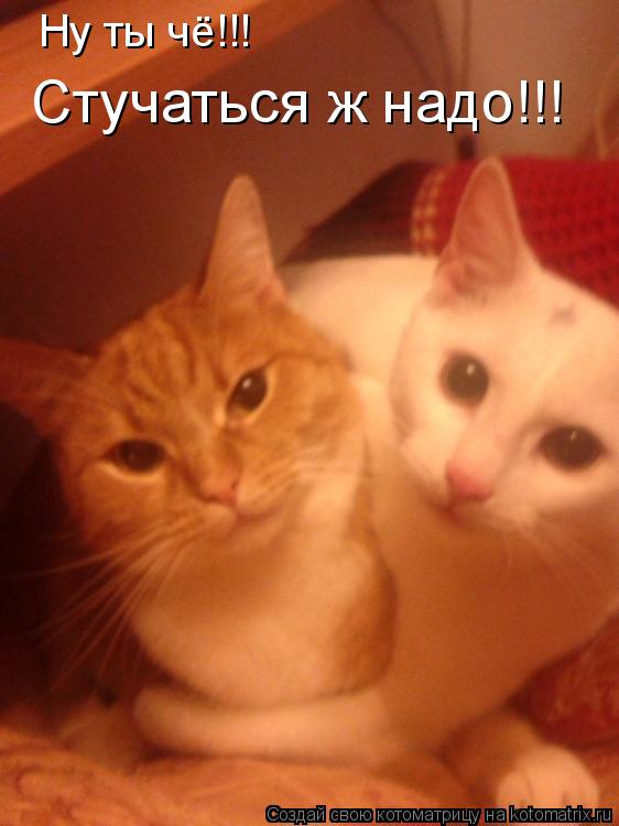Котоматрица: Ну ты чё!!! Стучаться ж надо!!!