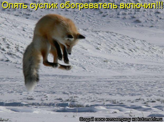 Котоматрица: Опять суслик обогреватель включил!!!