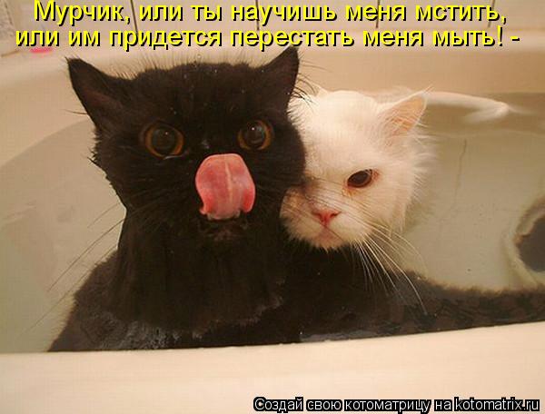 Котоматрица: Мурчик, или ты научишь меня мстить, или им придется перестать меня мыть! -