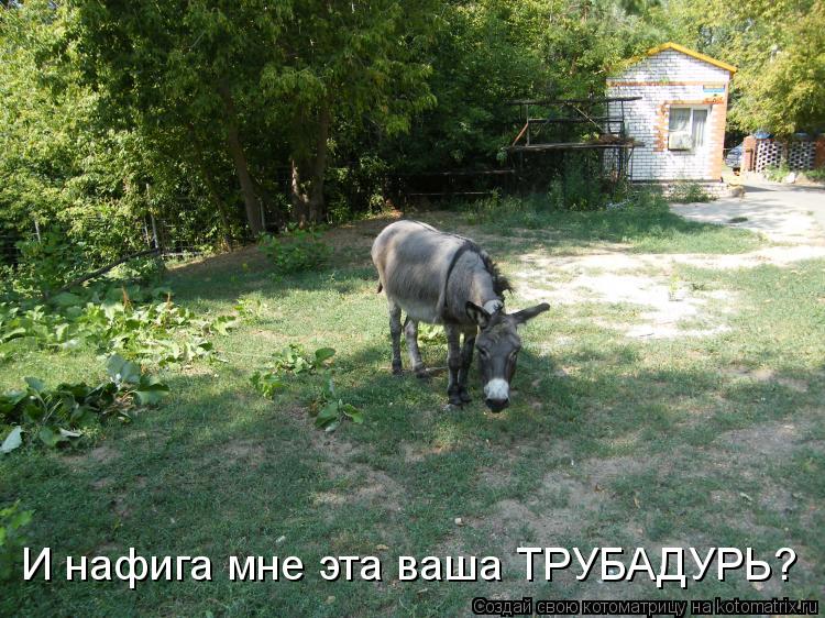 Котоматрица: И нафига мне эта ваша ТРУБАДУРЬ?