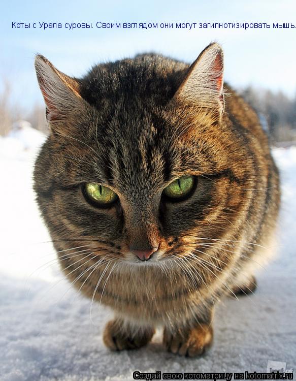 Котоматрица: Коты с Урала суровы. Своим взглядом они могут загипнотизировать мышь.