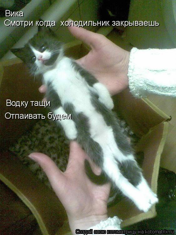 Котоматрица: Вика Смотри когда  холодильник закрываешь  Водку тащи  Водку тащи  Отпаивать будем