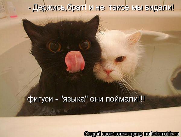 Котоматрица: фигуси - "языка" они поймали!!! - Держись,брат! и не  такое мы видали!