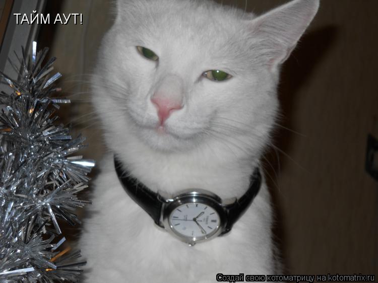 Котоматрица: ТАЙМ АУТ!