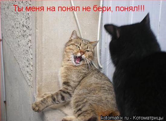 Котоматрица: Ты меня на понял не бери, понял!!!