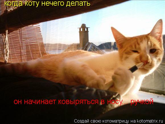 Котоматрица: когда коту нечего делать он начинает ковыряться в носу... ручкой