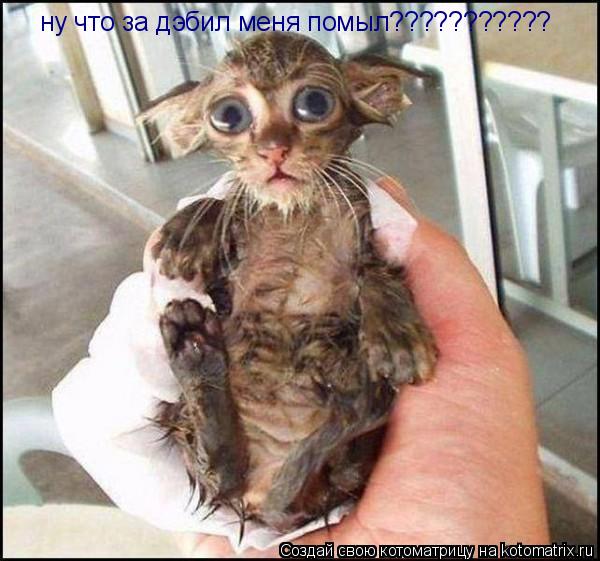 Котоматрица: ну что за дэбил меня помыл???????????