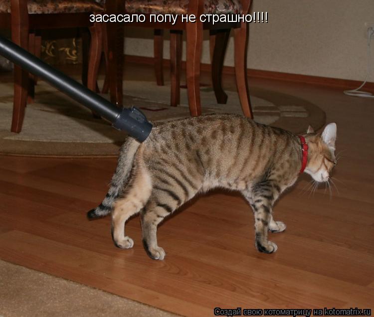 Котоматрица: засасало попу не страшно!!!!