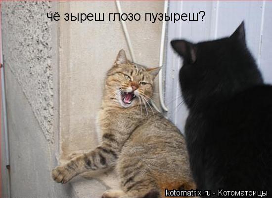 Котоматрица: чё зыреш глозо пузыреш?