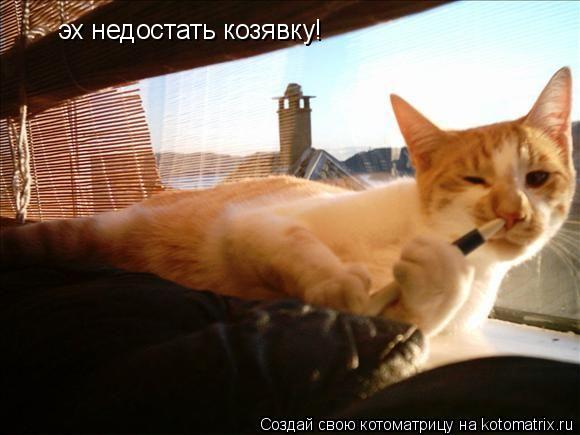 Котоматрица: эх недостать козявку!