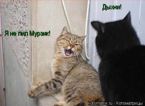 Котоматрица: Дыхни! Я не пил Мурзик!