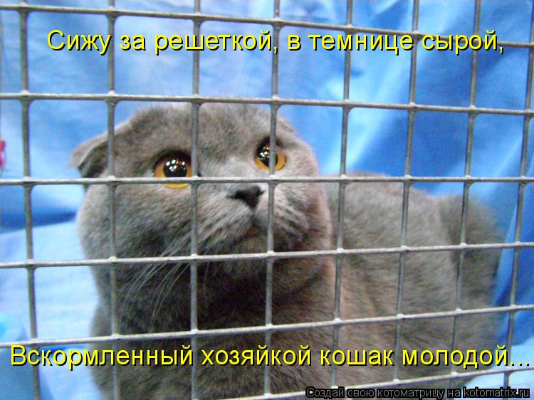 Котоматрица: Сижу за решеткой, в темнице сырой, Сижу за решеткой, в темнице сырой, Вскормленный хозяйкой кошак молодой...