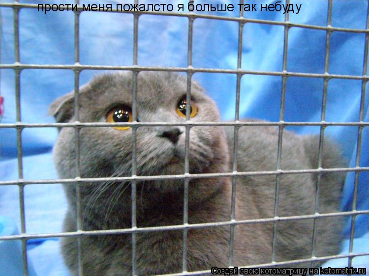 Котоматрица: прости меня пожалсто я больше так небуду