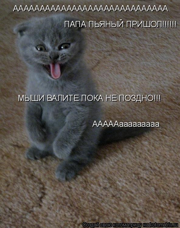ААААААААААААААААААААААААААААА ПАПА ПЬЯНЫЙ ПРИШОЛ!!!!!! МЫШИ ВАЛИТЕ ПОКА НЕ ПОЗДНО!!! АААААааааааааа А... Котоматрица: ААААААААААААААААААААААААААААА ПАПА ПЬЯНЫЙ ПРИШОЛ!!!!!! МЫШИ ВАЛИТЕ ПОКА НЕ ПОЗДНО!!! АААААааааааааа АААААааааааааа