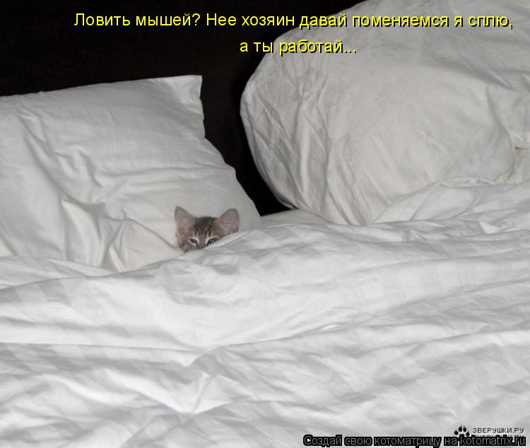 Ловить мышей? Нее хозяин давай поменяемся я сплю, а ты работай...... Котоматрица: Ловить мышей? Нее хозяин давай поменяемся я сплю, а ты работай...