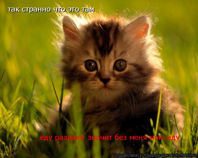 так странно что это там еду раздают значит без меня мою еду... Котоматрица: так странно что это там еду раздают значит без меня мою еду