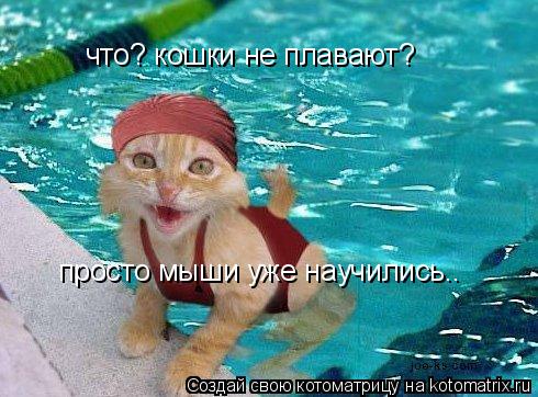 что? кошки не плавают? просто мыши уже научились..... Котоматрица: что? кошки не плавают? просто мыши уже научились..