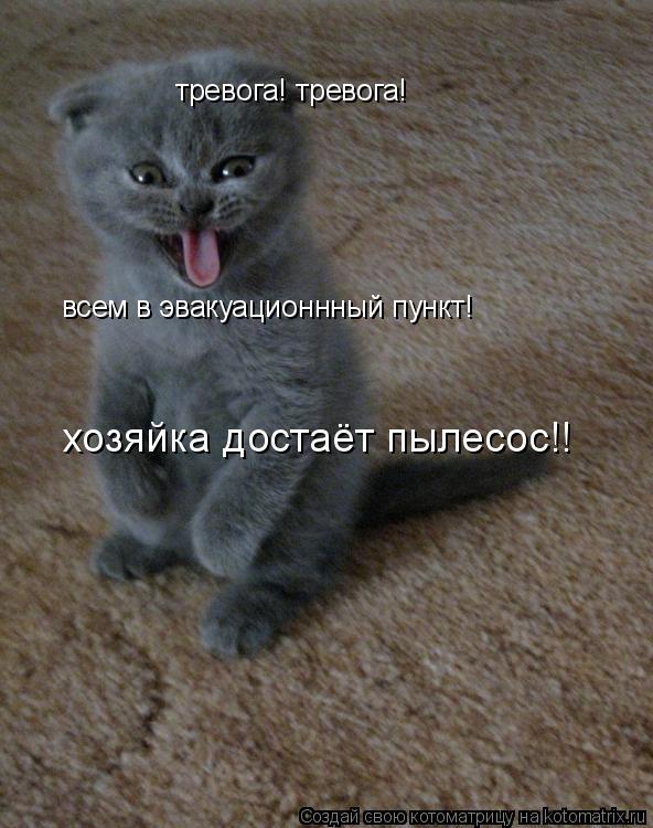 тревога! тревога! всем в эвакуационнный пункт! хозяйка достаёт пылесос!!... Котоматрица: тревога! тревога! всем в эвакуационнный пункт! хозяйка достаёт пылесос!!