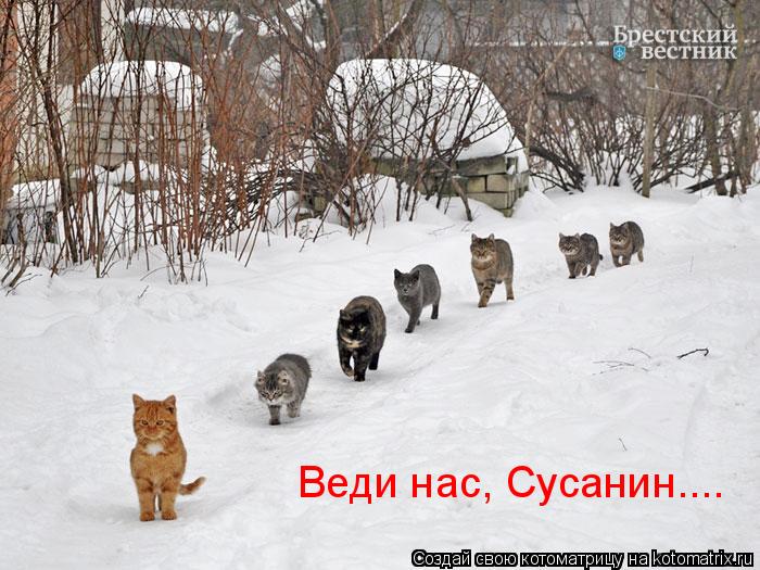 Веди нас, Сусанин....... Котоматрица: Веди нас, Сусанин....