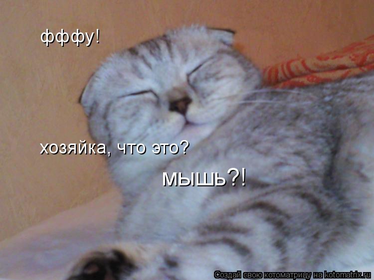 фффу! хозяйка, что это? мышь?!... Котоматрица: фффу! хозяйка, что это? мышь?!