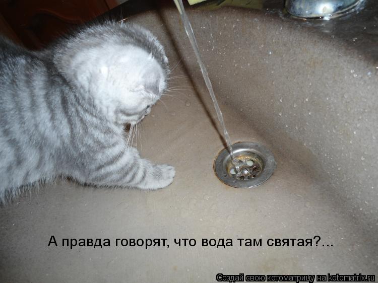 А правда говорят, что вода там святая?...... Котоматрица: А правда говорят, что вода там святая?...