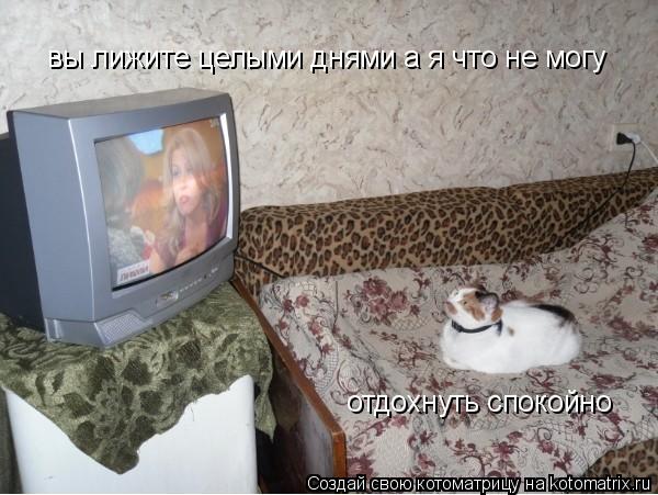 вы лижите целыми днями а я что не могу отдохнуть спокойно... Котоматрица: вы лижите целыми днями а я что не могу отдохнуть спокойно