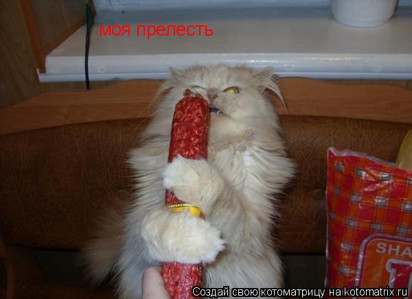 моя прелесть... Котоматрица: моя прелесть