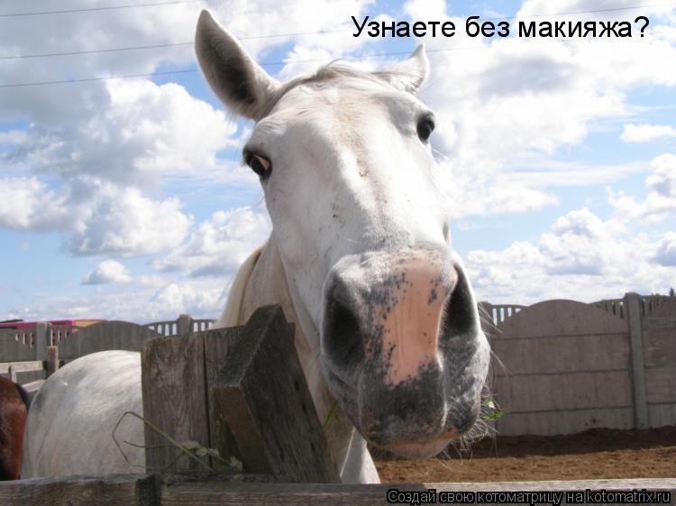 Котоматрица: Узнаете без макияжа?