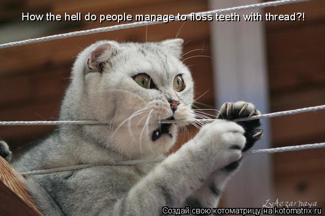 Котоматрица: How the hell do people manage to floss teeth with thread?!