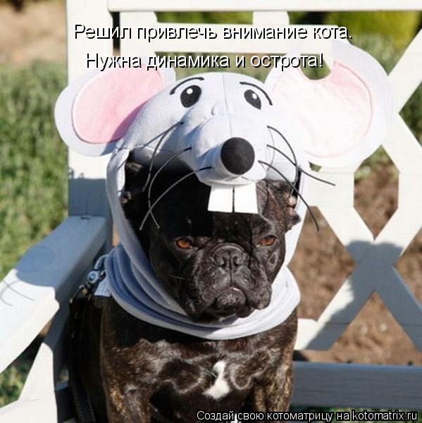 Котоматрица: Решил привлечь внимание кота.  Нужна динамика и острота!