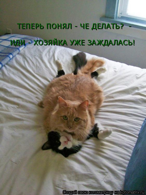 Котоматрица: ТЕПЕРЬ ПОНЯЛ - ЧЕ ДЕЛАТЬ?  - ИДИ - ХОЗЯЙКА УЖЕ ЗАЖДАЛАСЬ!