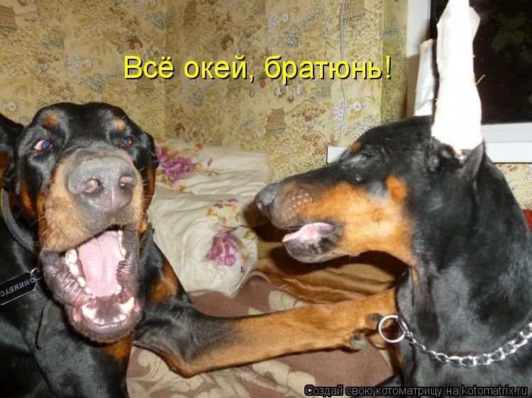 Котоматрица: Всё окей, братюнь!