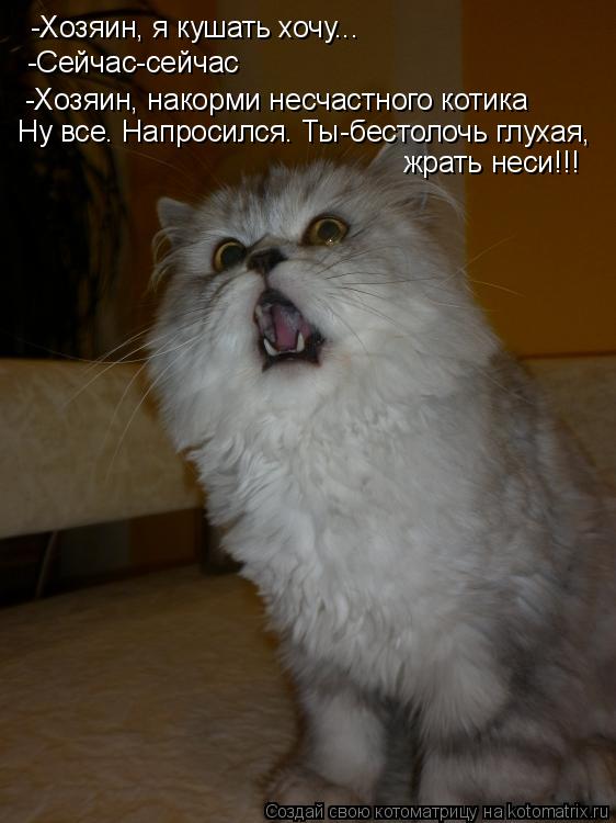 Котоматрица: -Хозяин, я кушать хочу...  -Сейчас-сейчас -Хозяин, накорми несчастного котика Ну все. Напросился. Ты-бестолочь глухая,  жрать неси!!!