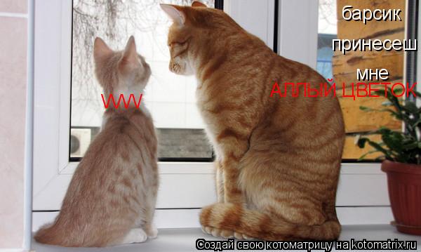 Котоматрица: барсик принесеш мне АЛЛЫЙ ЦВЕТОК \/\/\/\/
