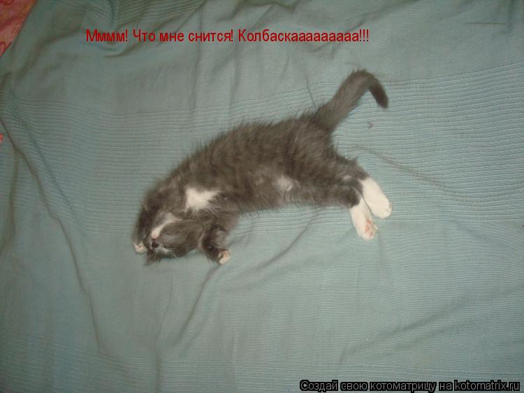Котоматрица: Мммм! Что мне снится! Мммм! Что мне снится! Колбаскааааааааа!!!