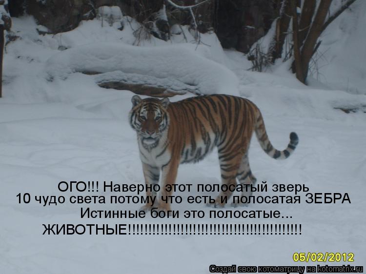 ОГО!!! Наверно этот полосатый зверь 10 чудо света потому что есть и полосатая ЗЕБРА Истинные боги это... Котоматрица: ОГО!!! Наверно этот полосатый зверь 10 чудо света потому что есть и полосатая ЗЕБРА Истинные боги это полосатые... ЖИВОТНЫЕ!!!!!!!!!!!!!!!!!!!!!!!!!!!