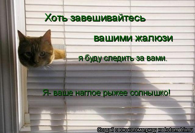 Хоть завешивайтесь вашими жалюзи я буду следить за вами. Я- ваше наглое рыжее солнышко!... Котоматрица: Хоть завешивайтесь вашими жалюзи я буду следить за вами. Я- ваше наглое рыжее солнышко!